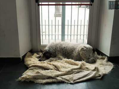 Rufus, il cane pi� amato di Molfetta